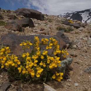 Calceolaria corymbosa ssp floccosa